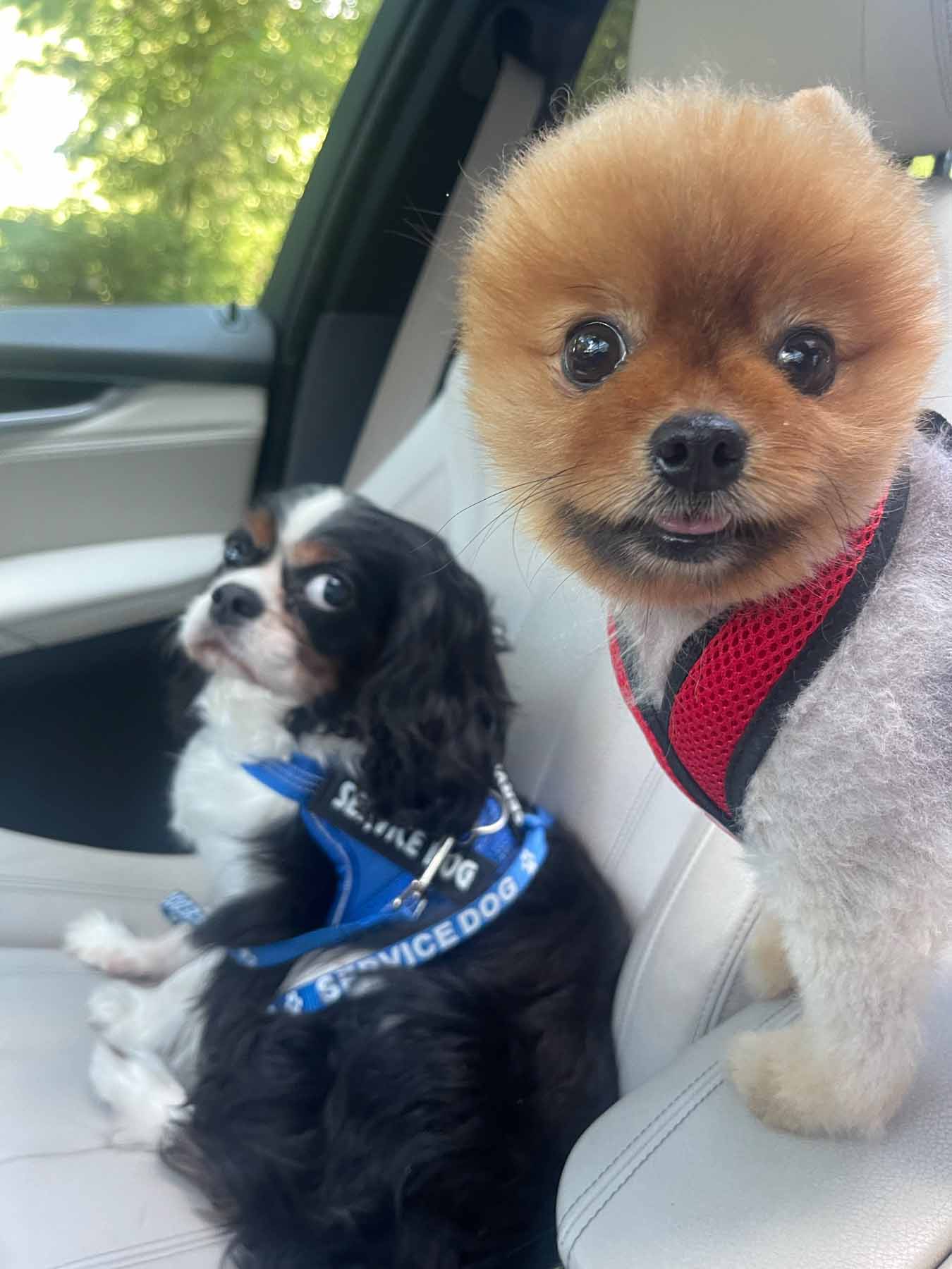Life Adventures